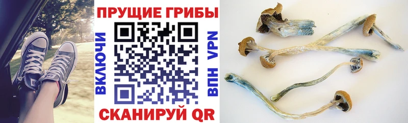 Купить  Советск  Псилоцибиновые грибы GOLDEN TEACHER 